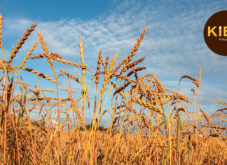 Dinkel, birra di grano primordiale