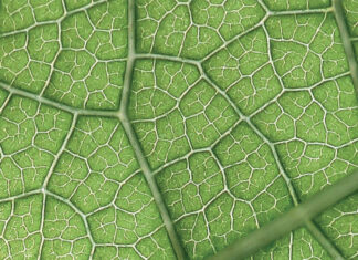 Drink green: una risposta alle sfide globali