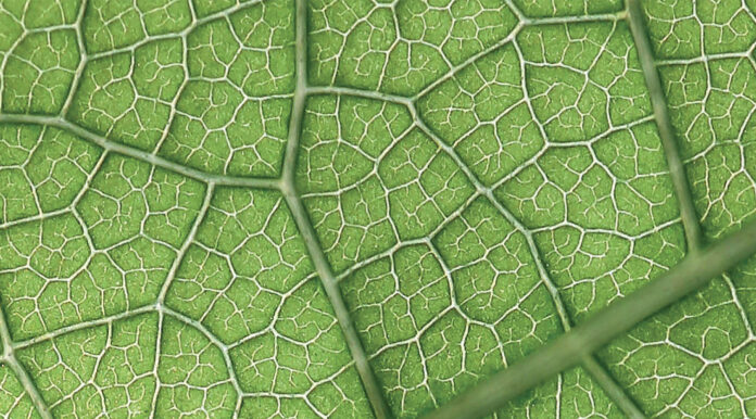 Drink green- una risposta alle sfide globali