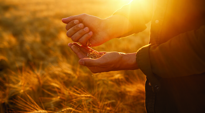 Campo di Grano Tramonto1